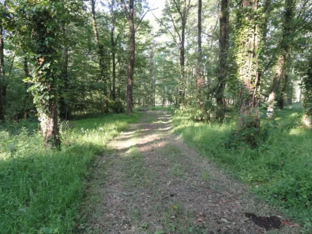 Sentier du bois des Chapelles à Oradour-sur-Vayres