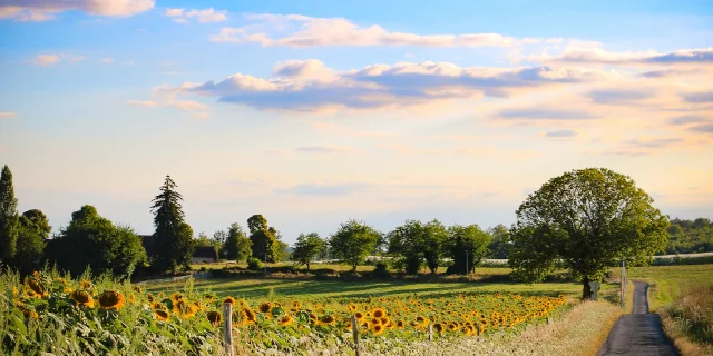 Paysage Tournesol Pays De Saint Yrieix