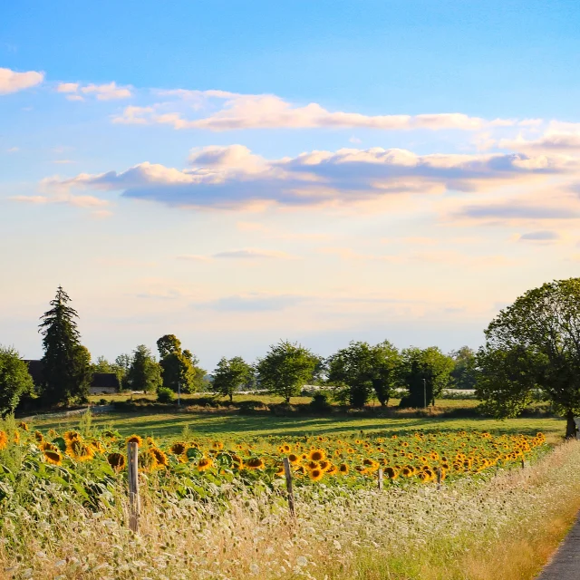 Paysage Tournesol Pays De Saint Yrieix