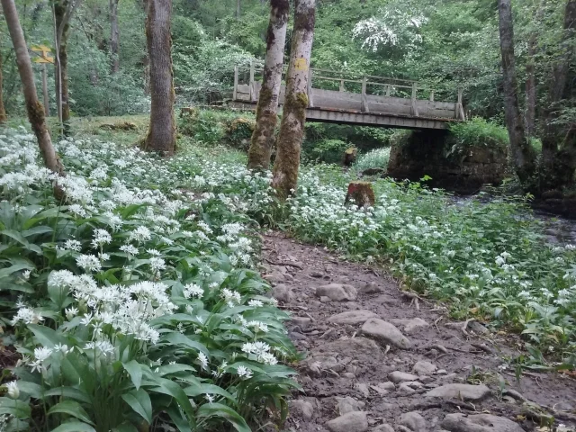 Ail des ours dans la forêt d'Épagne à Sauviat-sur-Vige