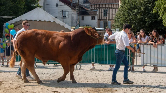 Fête de la Race Bovine Limousine