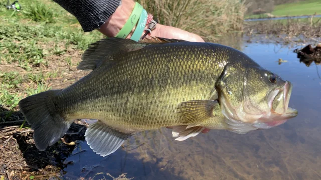 Pêcher le black-bass en Limousin