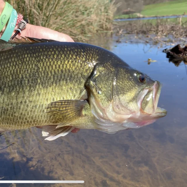 Pêcher le black-bass en Limousin