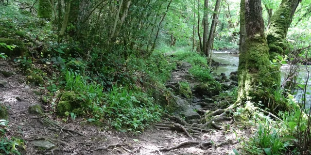 Randonnée le long de la Vige en Forêt d'Épagne à Sauviat-Sur-Vige