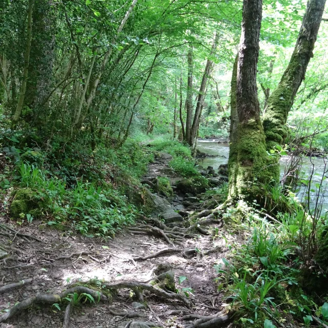 Randonnée le long de la Vige en Forêt d'Épagne à Sauviat-Sur-Vige