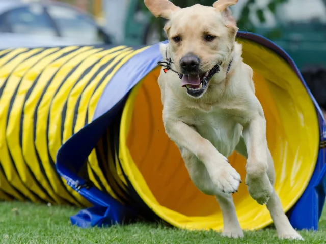 Agility pour les chiens