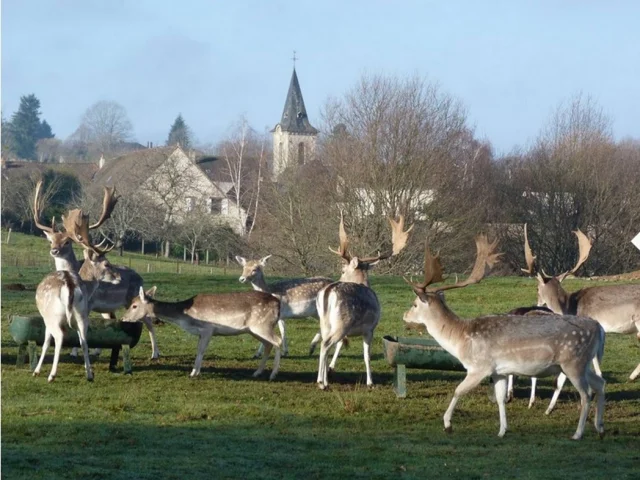 Parc à daims