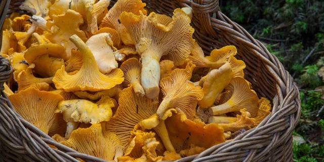 Cueillette-de-girolles