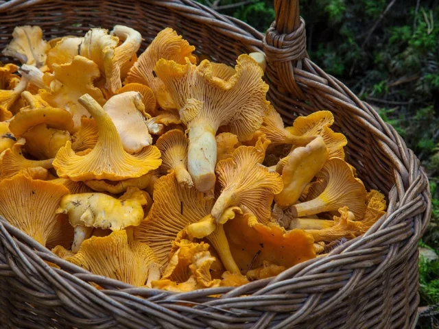 Cueillette-de-girolles