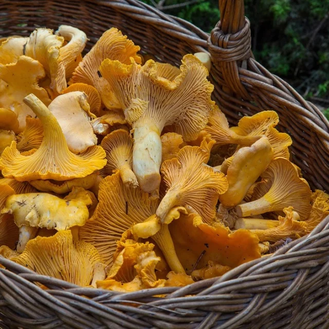 Cueillette-de-girolles