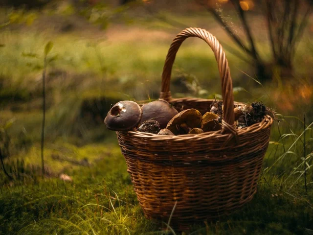 Panier de champignons