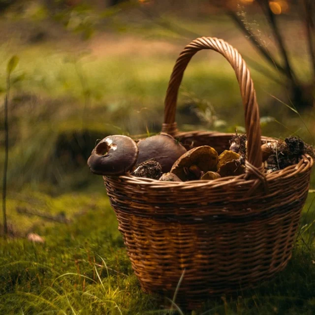 Mushroom basket