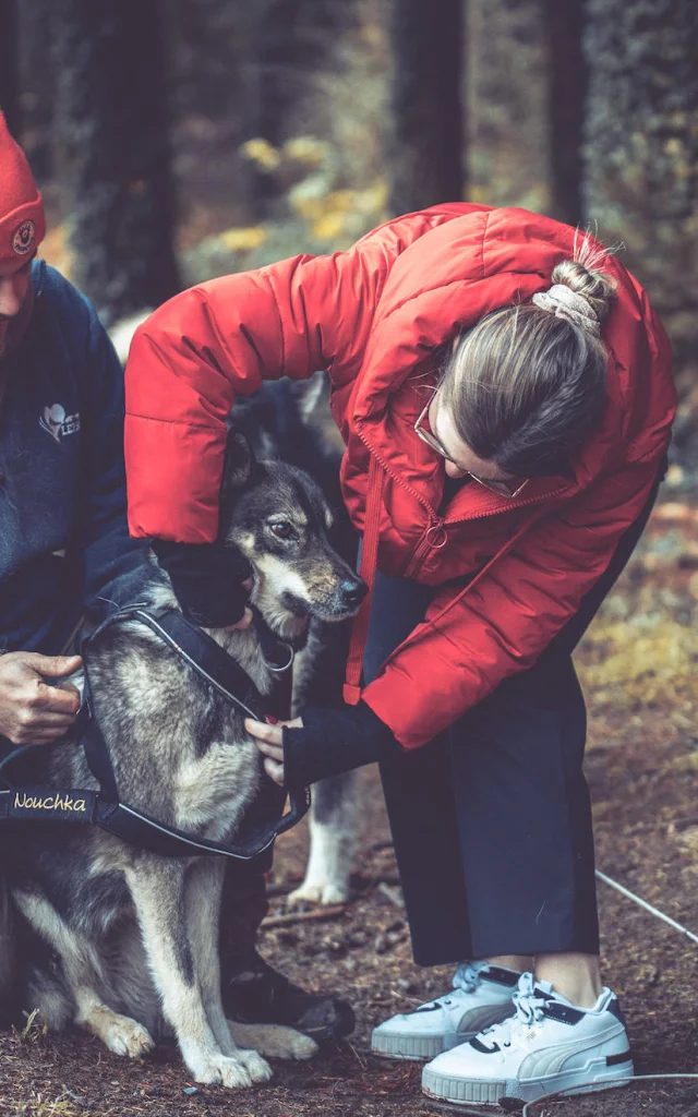 Balade En Chien De Traineau Avec Skodenar