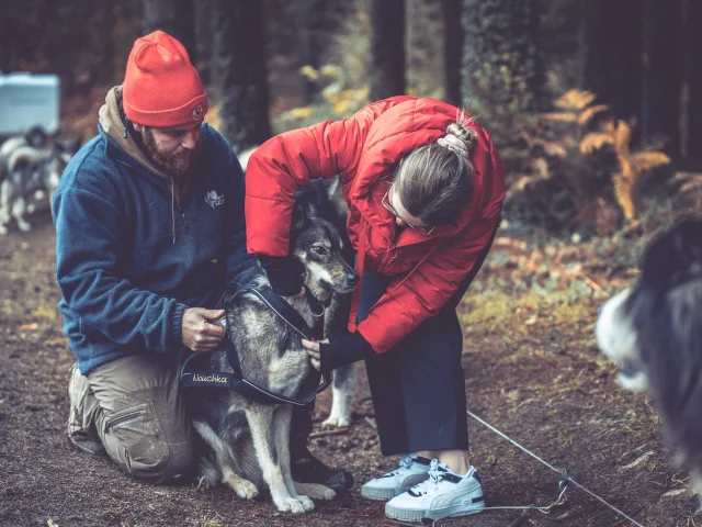 Balade En Chien De Traineau Avec Skodenar