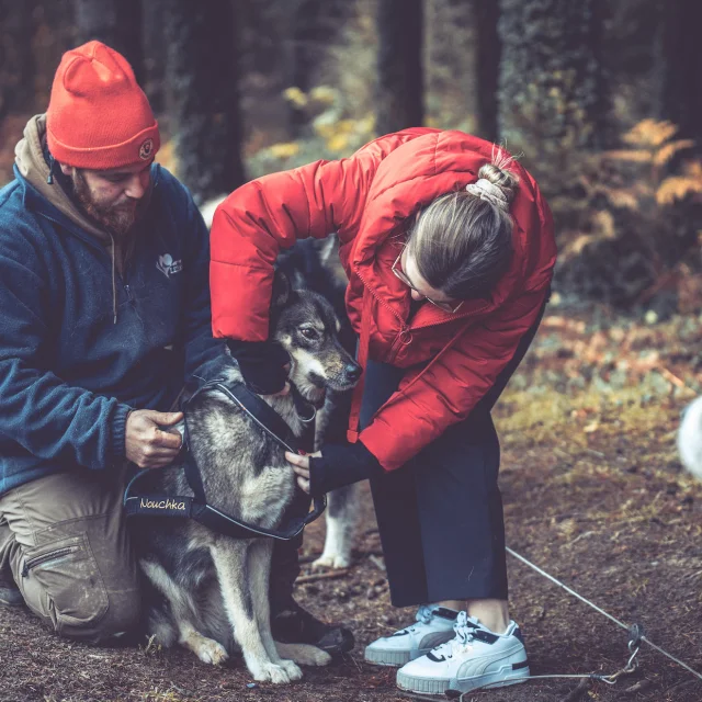 Balade En Chien De Traineau Avec Skodenar