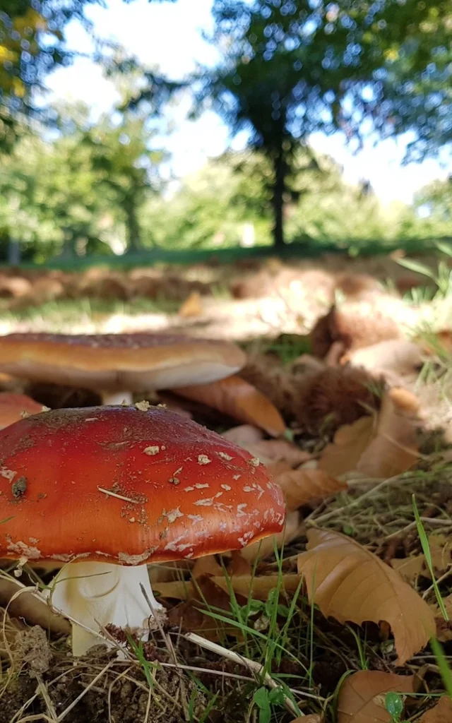 Mushrooms Haute Vienne