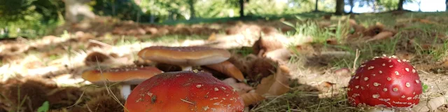 Mushrooms Haute Vienne