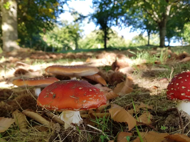 Champignons Haute Vienne