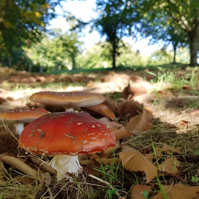 Mushrooms Haute Vienne