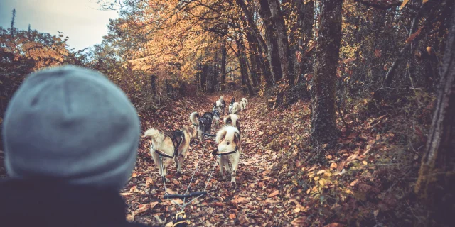 Chiens De Traineau En Limousin En Haute Vienne