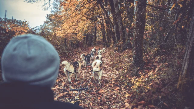 Chiens De Traineau En Limousin En Haute Vienne