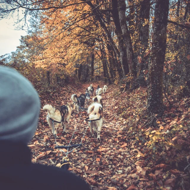 Chiens De Traineau En Limousin En Haute Vienne