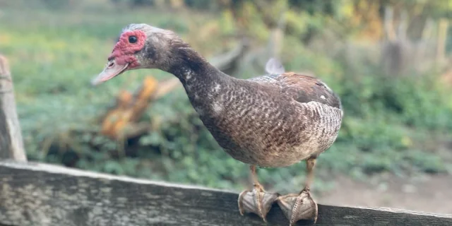 Détente en Limousin, canard de barbarie à la ferme en permaculture