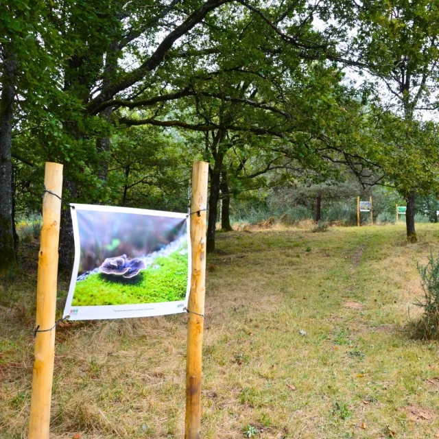 Lande A Serpentine De Puycheny