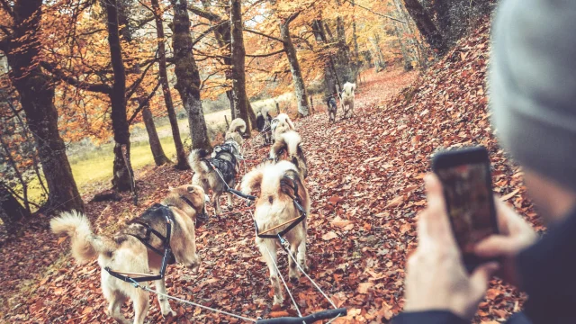 Skodedar – Balade Insolite De Chiens De Traineau En Limousin