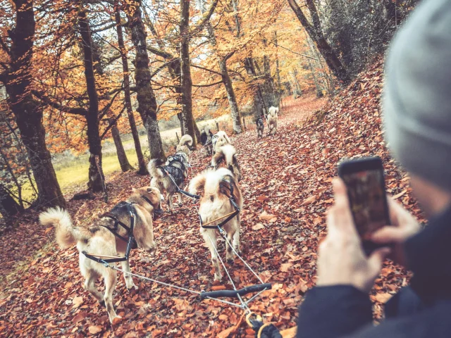 Skodedar – Balade Insolite De Chiens De Traineau En Limousin