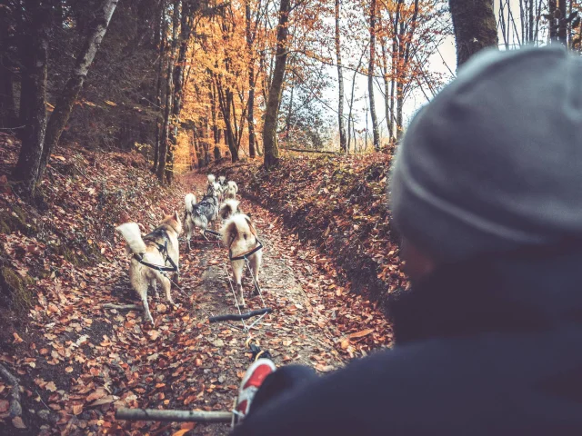 Skodenar Balade En Chien De Traineau