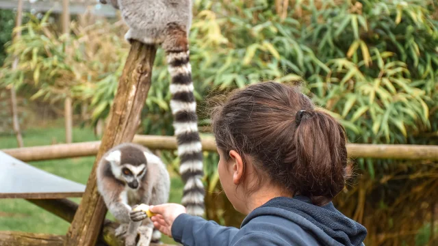 Soigneur Dun Jour Zoo Du Reynou Limoges