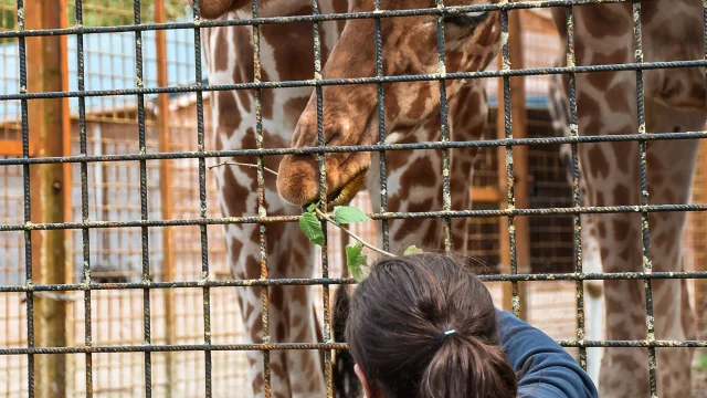 Soigneur d'un jour au Zoo du Reynou à Limoges