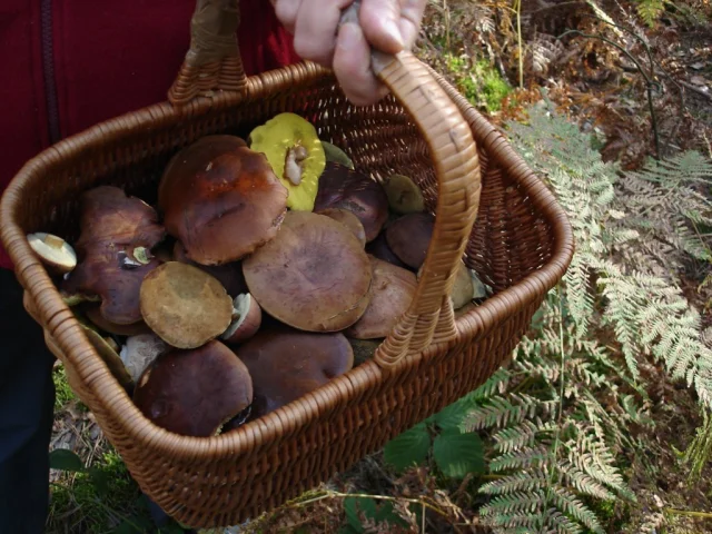 Champignons Limousin