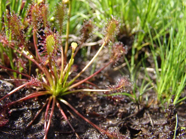 drosera - tourbiere des dauges