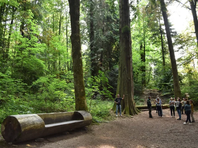 Arboretum domanial de La Jonchère Saint-Maurice