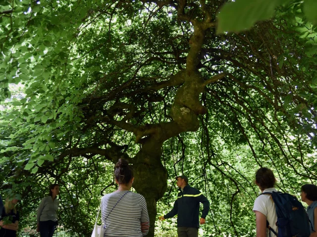 Arboretum domanial de La Jonchère Saint-Maurice