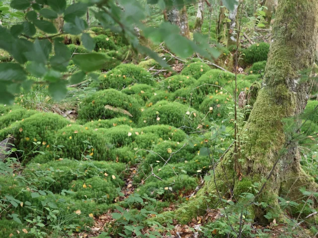 foret - tourbiere des dauges