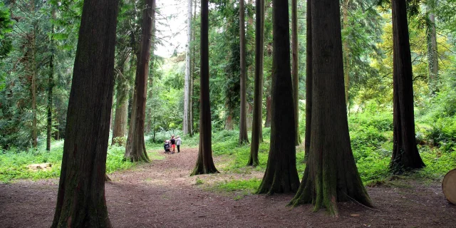 Visite de l'arboretum domanial de La Jonchère Saint Maurice