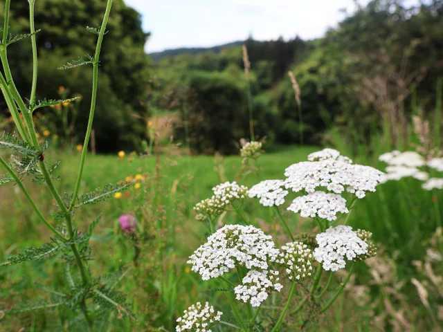 La Réserve Naturelle de la Tourbière des Dauges - site incontournable Haute-Vienne