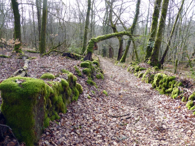 Parcours quand vient la nuit la chauve sourit - Terra Aventura Razès en Haute-Vienne