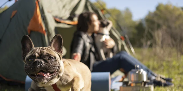 Trouver un camping qui accepte les chiens en Limousin